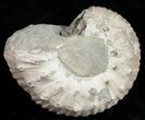 Liparoceras Ammonite - Very D #10699-1